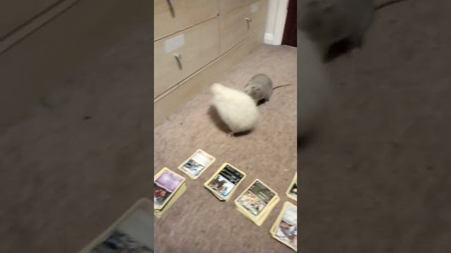 The Rattos смотреть онлайн
