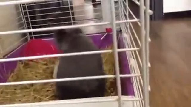 Говорящий кролик смотреть онлайн