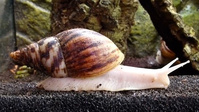Achatschnecke, Achatina Reticulata Albino