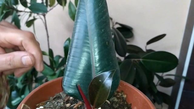 Фикус черный принц. кора шахзода смотреть онлайн