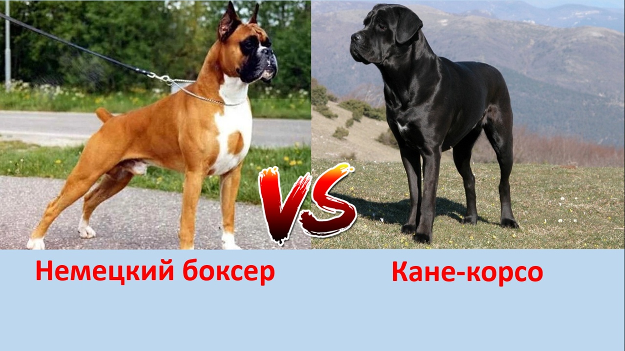 НЕМЕЦКИЙ БОКСЕР ПРОТИВ КАНЕ КОРСО смотреть онлайн