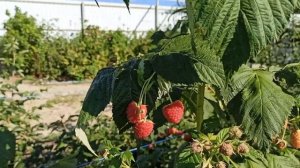 Малина "Полонез" вер.2