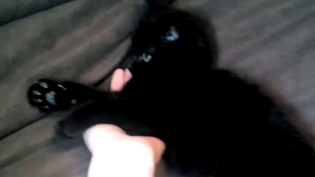 Котёнок ловит лапами воздух смотреть онлайн