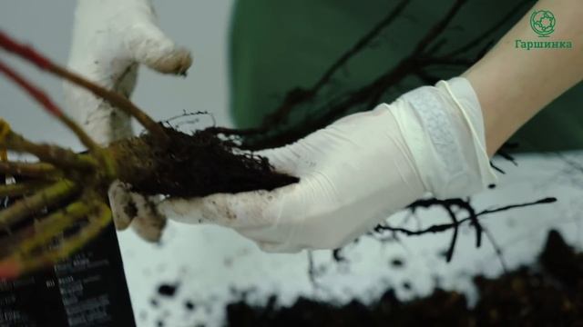 Канадские розы. Привитые и корнесобственные. смотреть онлайн