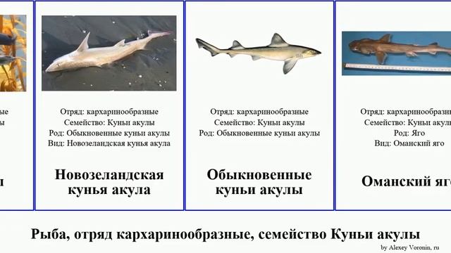 Рыба, отряд кархаринообразные, семейство Куньи акулы акула кунья fish тройнозубая Яго Суповая Life смотреть онлайн