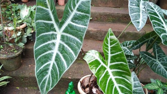 Alocasia Longiloba Plant  And How L Take It's Care