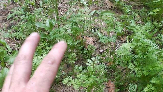 СИДЕТЬ НЕЛЬЗЯ!! Буду СТРОИТЬ... Расширяем ЛЕСНУЮ ЗЕМЛЯНКУ. Dugout in the forest. DIY смотреть онлайн