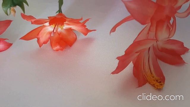 Цветут Рождественники шлюмбергеры Mac Hunter Frony Schlumbergera смотреть онлайн