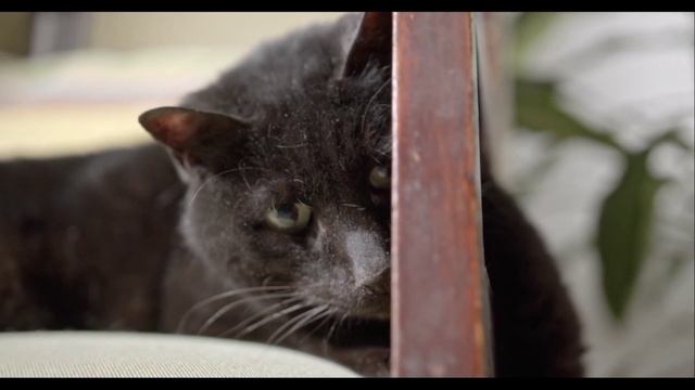 Discover the Real Expensive Cats || Bengal cat ||Persian cat смотреть онлайн