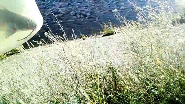 Рефтинский сомик смотреть онлайн