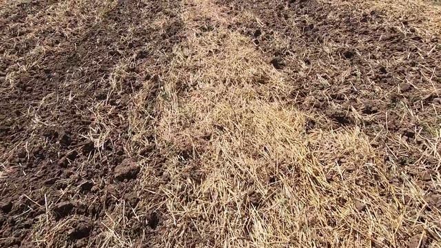 ? Дискуем пшеницу ? Заросло сорняками . МТЗ 892 ? смотреть онлайн