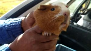 Куй, Морская свинка на убой,кухня Южной Америки,Quy, PERU.