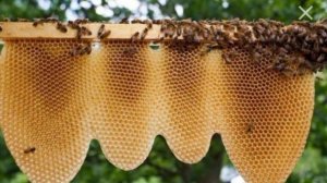 Пчеловодство