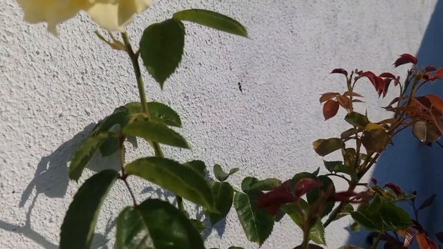 Arthur Bell - Floribunda Climbing Rose, Артур Белл - плетиста троянда флорибунда? смотреть онлайн