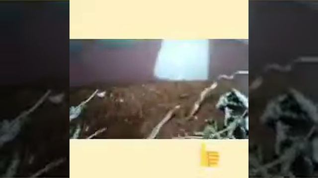 Мои любимые домашние животные- палочники смотреть онлайн