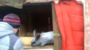 Еда для крольчихи после окрола мой рицепт