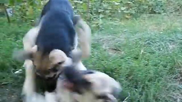 Щенки ВЕО - "А" из Таманской Дачи смотреть онлайн