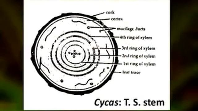 Cycas Morphology Anatomy and Reproduction смотреть онлайн