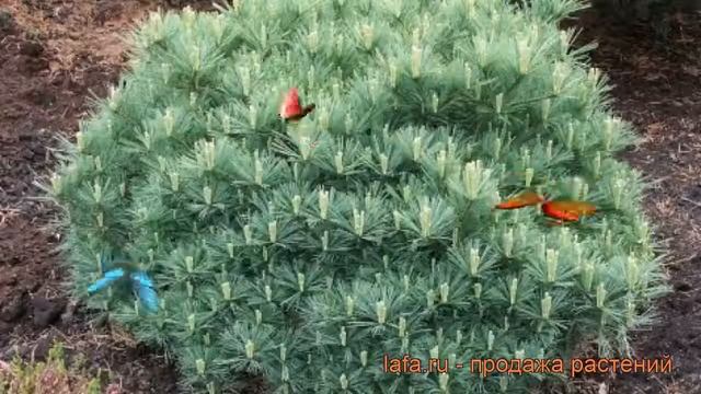 Сосна веймутова Минима (pinus strobus minima) ? сосна Минима обзор: как сажать саженцы сосны Минима смотреть онлайн