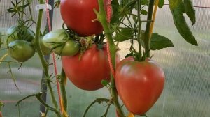 Томат Розовый мёд. Для любителей мясистых помидоров!