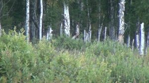 Делаем вабу манок на лося Часть 2 Подготовка