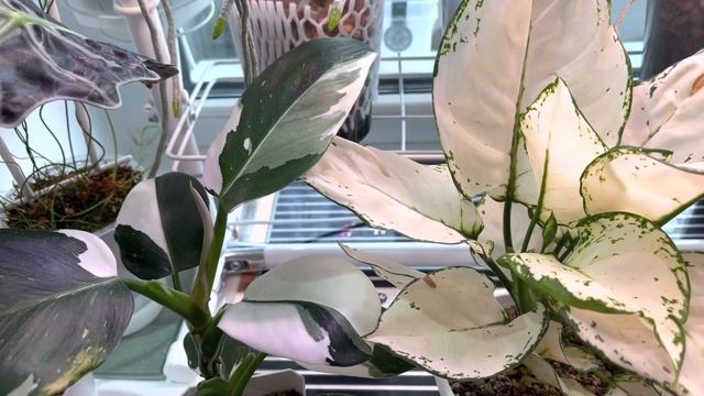 Алоказия Полли сменим посадку ! Поболтаем ! Что на подоконнике?? смотреть онлайн