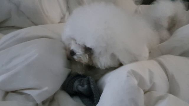 강아지가 나를 정말 싫어할 때 보이는 행동 9가지 【주인싫어하는강아지│강아지 행동│강아지 행동언어│강아지가 싫어하는 행동│강아지 애정표현 │강아지 사랑해!│강아지 사랑표현】 смотреть онлайн