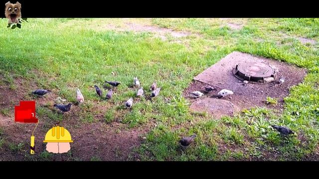 How do #animals make friends with each other and is it possible смотреть онлайн