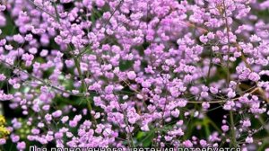 Василистник Делавея: описание, посадка и уход