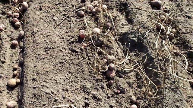 Середньопізній сорт картоплі Дарунок осені смотреть онлайн