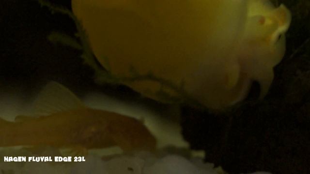 Fluval EDGE Macro-Life (Макро жизнь в аквариуме) смотреть онлайн