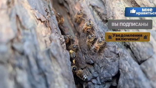 СРОКИ ОСЕННЕЙ ПОДКОРМКИ! смотреть онлайн