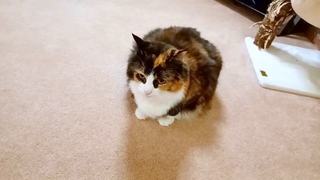 Cats React to Loud Truck Outside смотреть онлайн