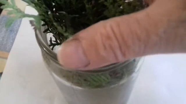 Укоренение веточек туи в воде смотреть онлайн