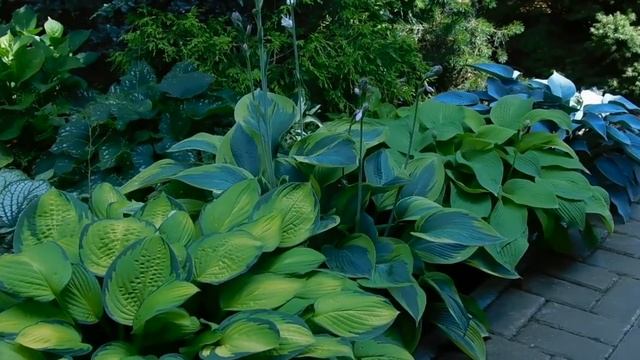 Сад хост и не только смотреть онлайн