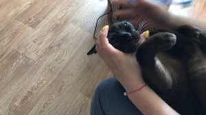 Чистка зубов кошке #какпочиститьзубыкошке