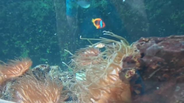 Океанариум в Сиднее смотреть онлайн