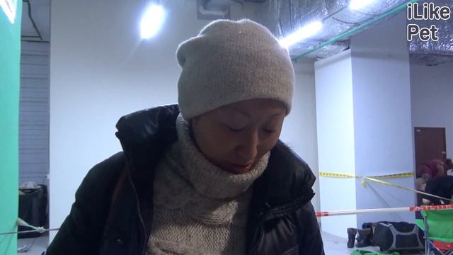 Американская акита. Особенноcти породы, уход на Ilikepet