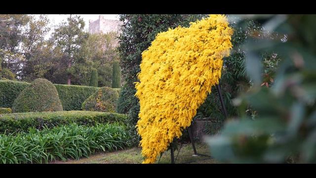 Mandelieu Tourisme - Mimosa 2024 смотреть онлайн