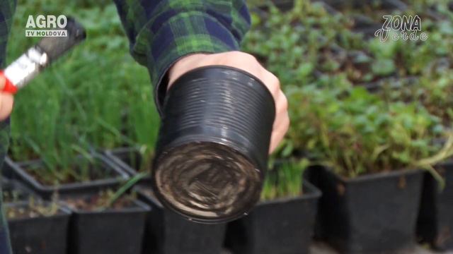 Zona Verde - Află ce soiuri de flori se cresc în Moldova смотреть онлайн