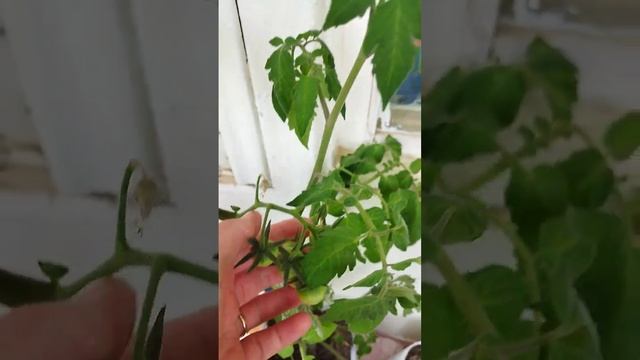 выращивание черри на балконе смотреть онлайн