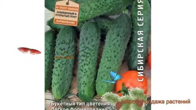 Огурец обыкновенный Реванш F1 (revansh f1) ? Реванш F1 обзор: как сажать, семена огурца Реванш F1 смотреть онлайн