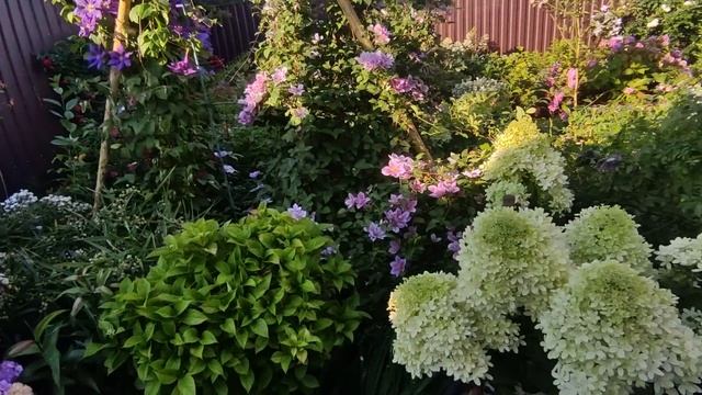 7 июля 2023 г.Мои метельчатые гортензии ?? 1 часть смотреть онлайн