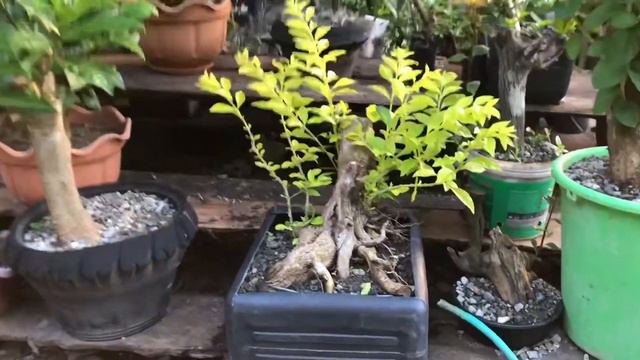 BONSAI PLANTS | MAHOGANY SEEDLINGS смотреть онлайн