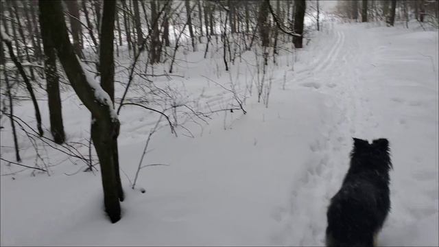 Лесные беседы. В лесу можно встретить много хороших людей смотреть онлайн