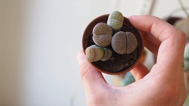 Plant Tour 2020 🌿💗🏠 Ma collection de plantes d'intérieur (70+) смотреть онлайн