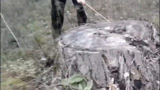 за грибами,ищем вешенки. смотреть онлайн