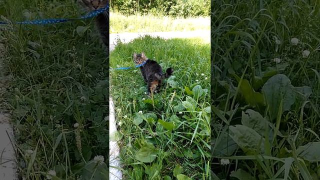 Кузя на прогулке первый раз. смотреть онлайн