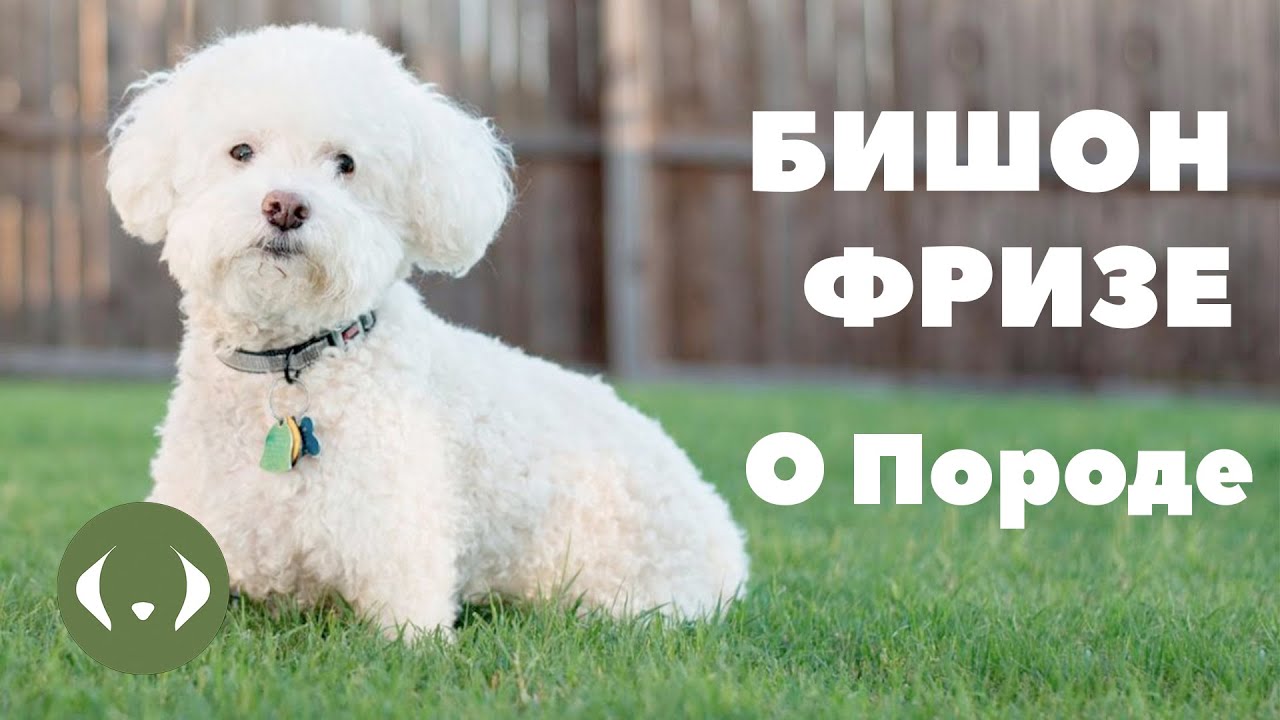 Бишон-фризе - О породе - Как выбрать щенка Бишона-фризе? смотреть онлайн