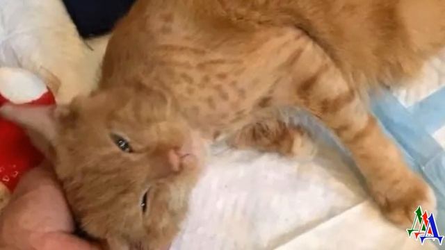КОТА с запущенной чесоткой СПАСЛИ, он уже не мог даже открыть глаза и жалобно мяукал смотреть онлайн